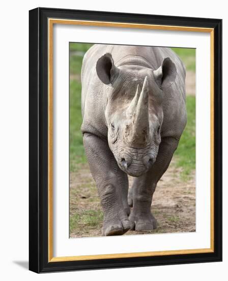 Black Rhino (Diceros Bicornis), Captive, Native to Africa-Ann & Steve Toon-Framed Photographic Print