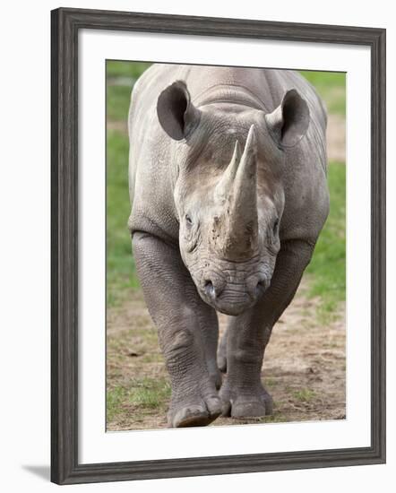 Black Rhino (Diceros Bicornis), Captive, Native to Africa-Ann & Steve Toon-Framed Photographic Print