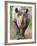 Black Rhino (Diceros Bicornis), Captive, Native to Africa-Ann & Steve Toon-Framed Photographic Print