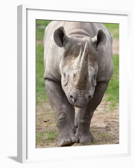 Black Rhino (Diceros Bicornis), Captive, Native to Africa-Ann & Steve Toon-Framed Photographic Print