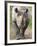 Black Rhino (Diceros Bicornis), Captive, Native to Africa-Ann & Steve Toon-Framed Photographic Print