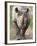 Black Rhino (Diceros Bicornis), Captive, Native to Africa-Ann & Steve Toon-Framed Photographic Print