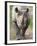 Black Rhino (Diceros Bicornis), Captive, Native to Africa-Ann & Steve Toon-Framed Photographic Print