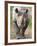 Black Rhino (Diceros Bicornis), Captive, Native to Africa-Ann & Steve Toon-Framed Photographic Print