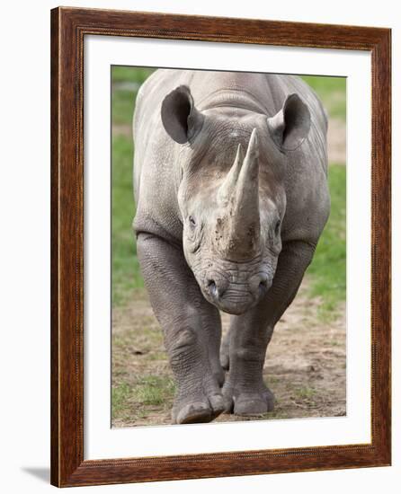 Black Rhino (Diceros Bicornis), Captive, Native to Africa-Ann & Steve Toon-Framed Photographic Print