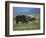 Black Rhino Family, Lake Nakuru Park, Kenya, East Africa, Africa-Dominic Harcourt-webster-Framed Photographic Print