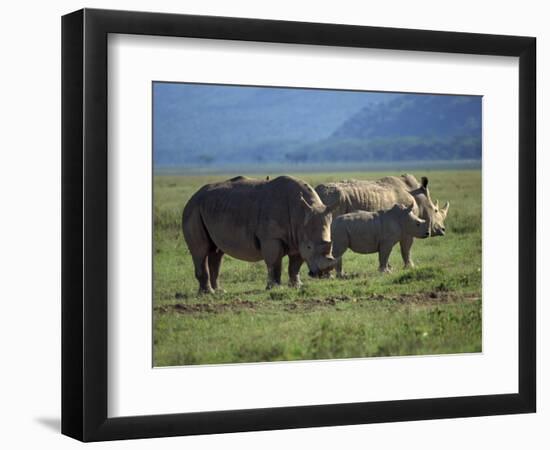 Black Rhino Family, Lake Nakuru Park, Kenya, East Africa, Africa-Dominic Harcourt-webster-Framed Photographic Print