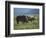 Black Rhino Family, Lake Nakuru Park, Kenya, East Africa, Africa-Dominic Harcourt-webster-Framed Photographic Print