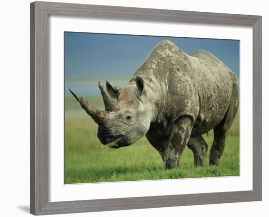 Black Rhino Portrait, Ngorongoro Nr, Tanzania-Staffan Widstrand-Framed Photographic Print