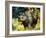 Black Rhino-Sydney Edmunds-Framed Giclee Print