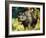 Black Rhino-Sydney Edmunds-Framed Giclee Print