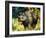 Black Rhino-Sydney Edmunds-Framed Giclee Print