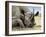 Black Rhino-Harro Maass-Framed Giclee Print