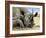 Black Rhino-Harro Maass-Framed Giclee Print