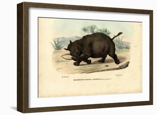Black Rhinoceros, 1863-79-Raimundo Petraroja-Framed Giclee Print