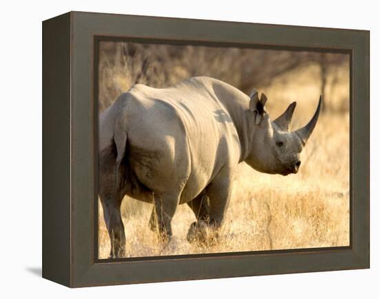 Black Rhinoceros at Halali Resort, Namibia-Joe Restuccia III-Framed Premier Image Canvas