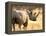 Black Rhinoceros at Halali Resort, Namibia-Joe Restuccia III-Framed Premier Image Canvas