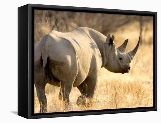 Black Rhinoceros at Halali Resort, Namibia-Joe Restuccia III-Framed Premier Image Canvas