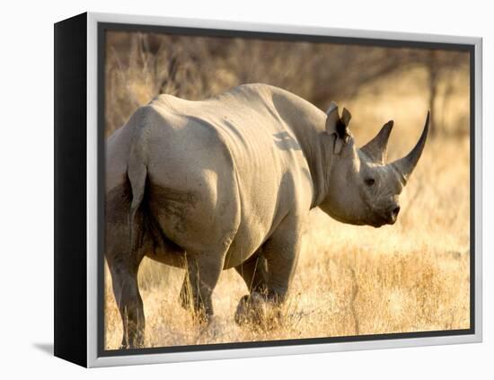 Black Rhinoceros at Halali Resort, Namibia-Joe Restuccia III-Framed Premier Image Canvas
