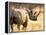 Black Rhinoceros at Halali Resort, Namibia-Joe Restuccia III-Framed Premier Image Canvas