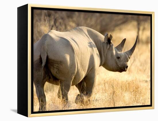 Black Rhinoceros at Halali Resort, Namibia-Joe Restuccia III-Framed Premier Image Canvas