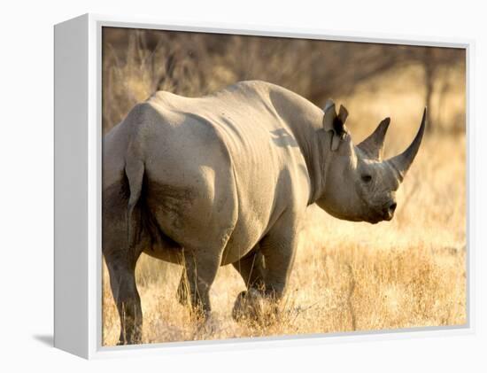 Black Rhinoceros at Halali Resort, Namibia-Joe Restuccia III-Framed Premier Image Canvas