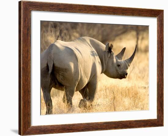 Black Rhinoceros at Halali Resort, Namibia-Joe Restuccia III-Framed Photographic Print