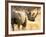 Black Rhinoceros at Halali Resort, Namibia-Joe Restuccia III-Framed Photographic Print