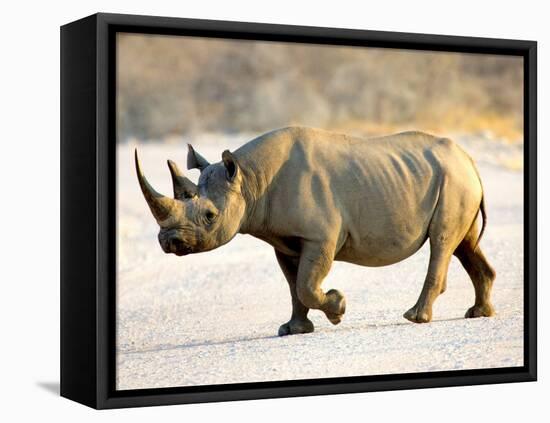 Black Rhinoceros at Halali Resort, Namibia-Joe Restuccia III-Framed Premier Image Canvas