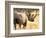 Black Rhinoceros at Halali Resort, Namibia-Joe Restuccia III-Framed Photographic Print