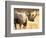 Black Rhinoceros at Halali Resort, Namibia-Joe Restuccia III-Framed Photographic Print