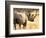 Black Rhinoceros at Halali Resort, Namibia-Joe Restuccia III-Framed Photographic Print