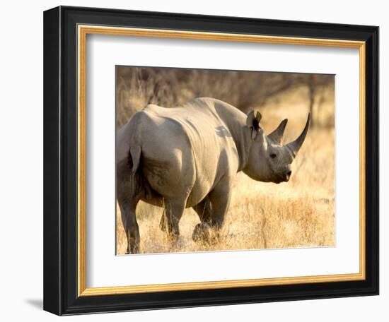 Black Rhinoceros at Halali Resort, Namibia-Joe Restuccia III-Framed Photographic Print