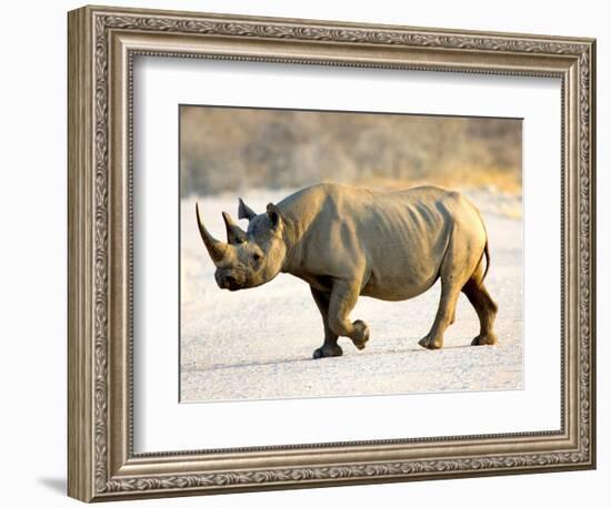 Black Rhinoceros at Halali Resort, Namibia-Joe Restuccia III-Framed Photographic Print