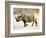 Black Rhinoceros at Halali Resort, Namibia-Joe Restuccia III-Framed Photographic Print