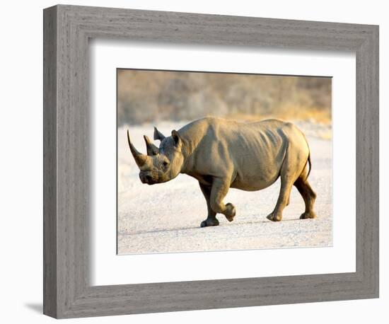 Black Rhinoceros at Halali Resort, Namibia-Joe Restuccia III-Framed Photographic Print