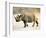 Black Rhinoceros at Halali Resort, Namibia-Joe Restuccia III-Framed Photographic Print