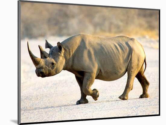 Black Rhinoceros at Halali Resort, Namibia-Joe Restuccia III-Mounted Photographic Print