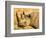 Black Rhinoceros at Halali Resort, Namibia-Joe Restuccia III-Framed Photographic Print