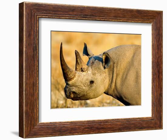 Black Rhinoceros at Halali Resort, Namibia-Joe Restuccia III-Framed Photographic Print