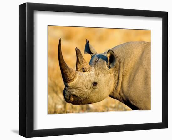 Black Rhinoceros at Halali Resort, Namibia-Joe Restuccia III-Framed Photographic Print