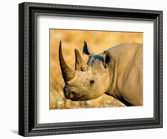 Black Rhinoceros at Halali Resort, Namibia-Joe Restuccia III-Framed Photographic Print