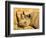 Black Rhinoceros at Halali Resort, Namibia-Joe Restuccia III-Framed Photographic Print