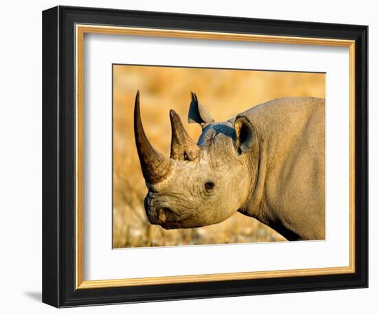 Black Rhinoceros at Halali Resort, Namibia-Joe Restuccia III-Framed Photographic Print