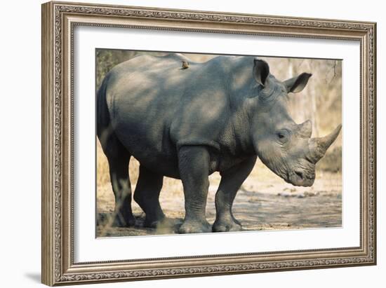 Black Rhinoceros (Ceratotherium Simum)-Nosnibor137-Framed Photographic Print