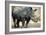 Black Rhinoceros (Ceratotherium Simum)-Nosnibor137-Framed Photographic Print