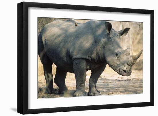 Black Rhinoceros (Ceratotherium Simum)-Nosnibor137-Framed Photographic Print