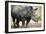 Black Rhinoceros (Ceratotherium Simum)-Nosnibor137-Framed Photographic Print