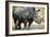 Black Rhinoceros (Ceratotherium Simum)-Nosnibor137-Framed Photographic Print