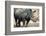 Black Rhinoceros (Ceratotherium Simum)-Nosnibor137-Framed Photographic Print